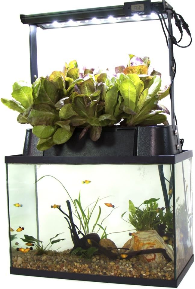 Cheap Aquaponics Systems for Home Under $200
