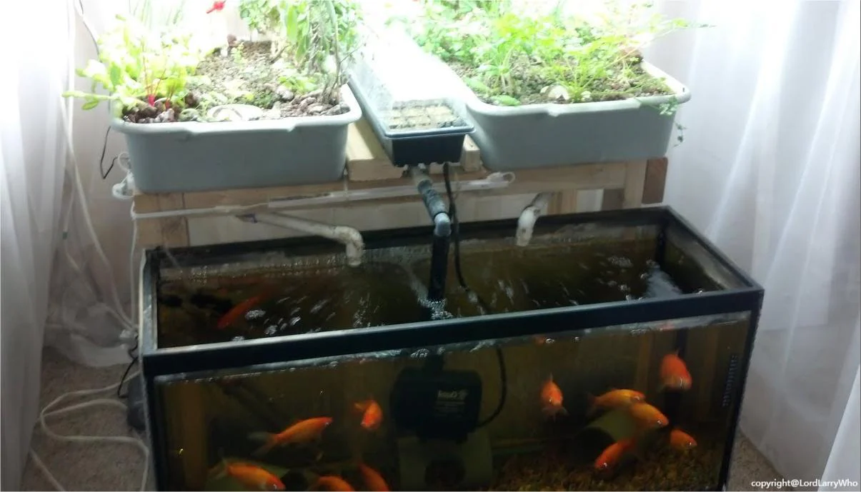 How to Start an Aquaponics System at Home for Beginners
