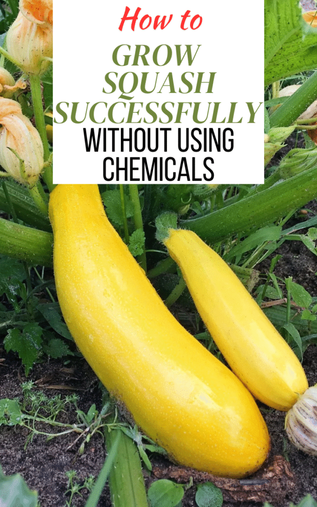 How Do You Grow Squash Successfully Without Using Chemicals?