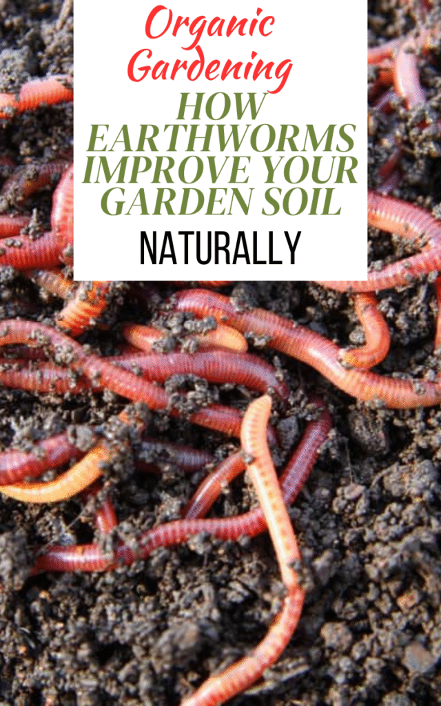 How Earthworms Improve Your Garden Soil Naturally