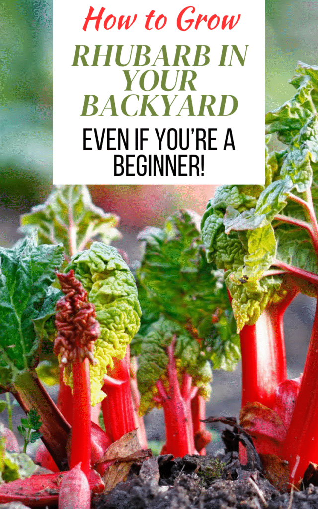How to Grow Rhubarb in Your Backyard (Even If You’re a Beginner!)