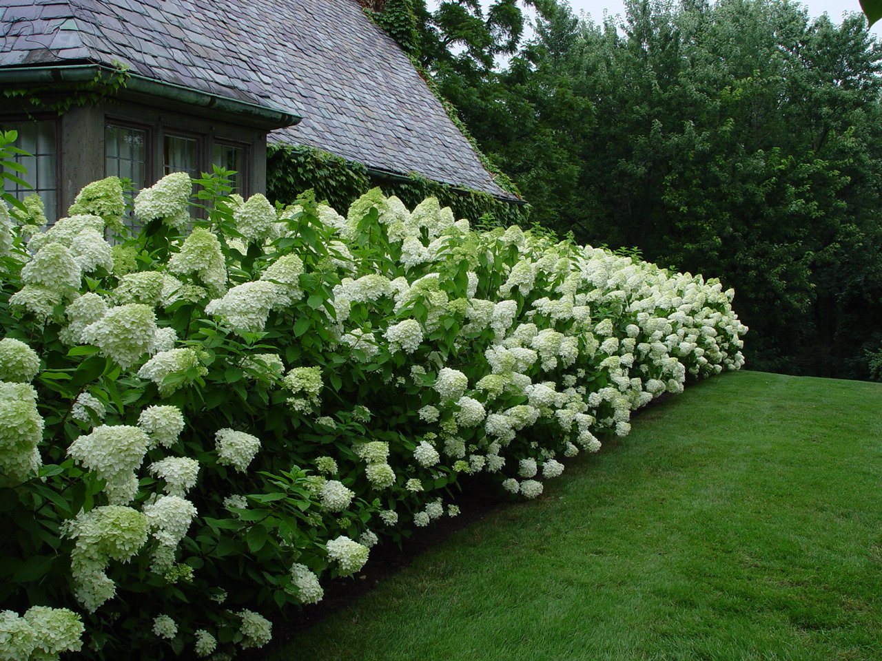 14 Best Plants For Gardening In Zone 6b (Complete Planting Guide) - My ...