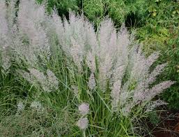 Shade-Loving Ornamental Grasses