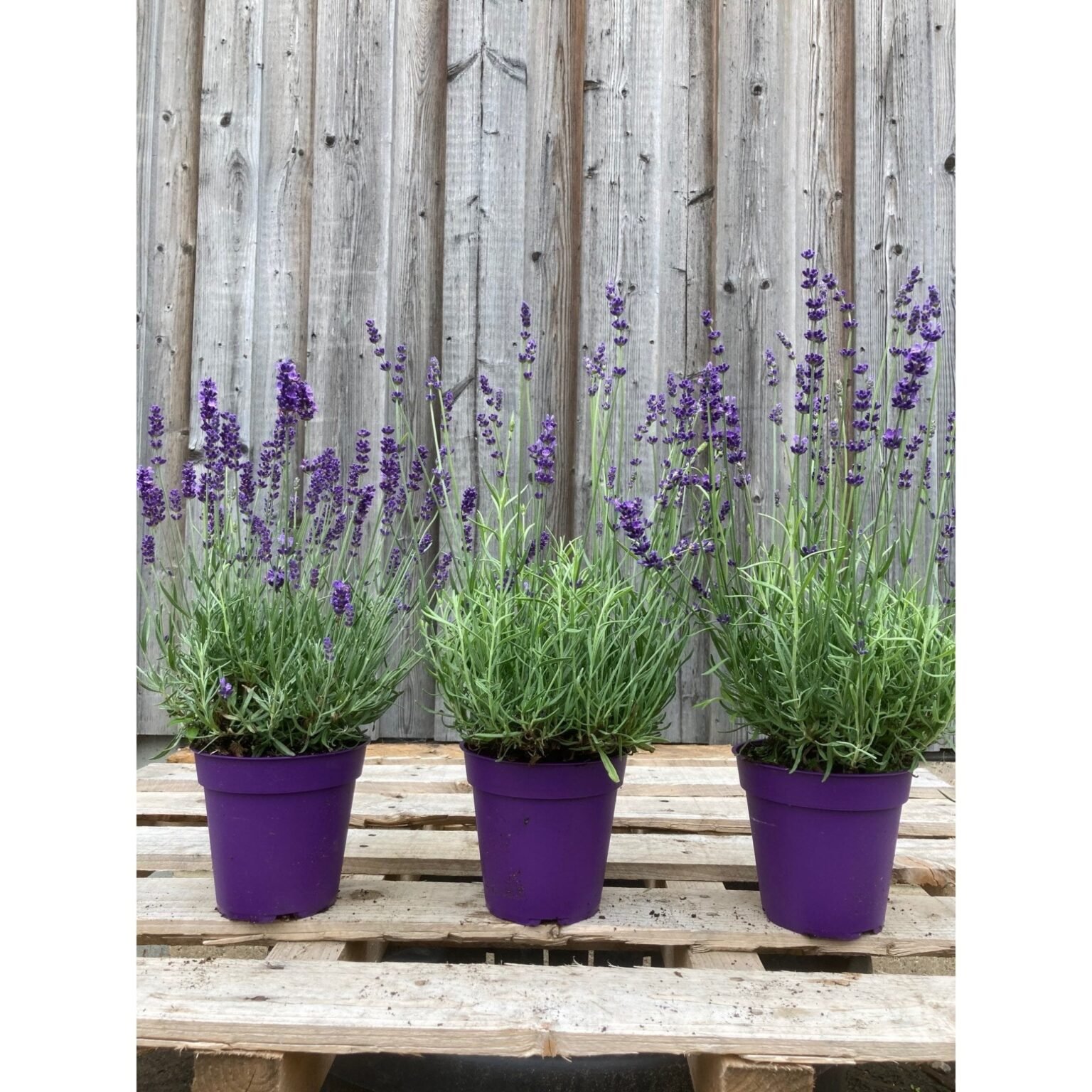14 Best Plants For Gardening In Zone 6b (Complete Planting Guide) - My ...