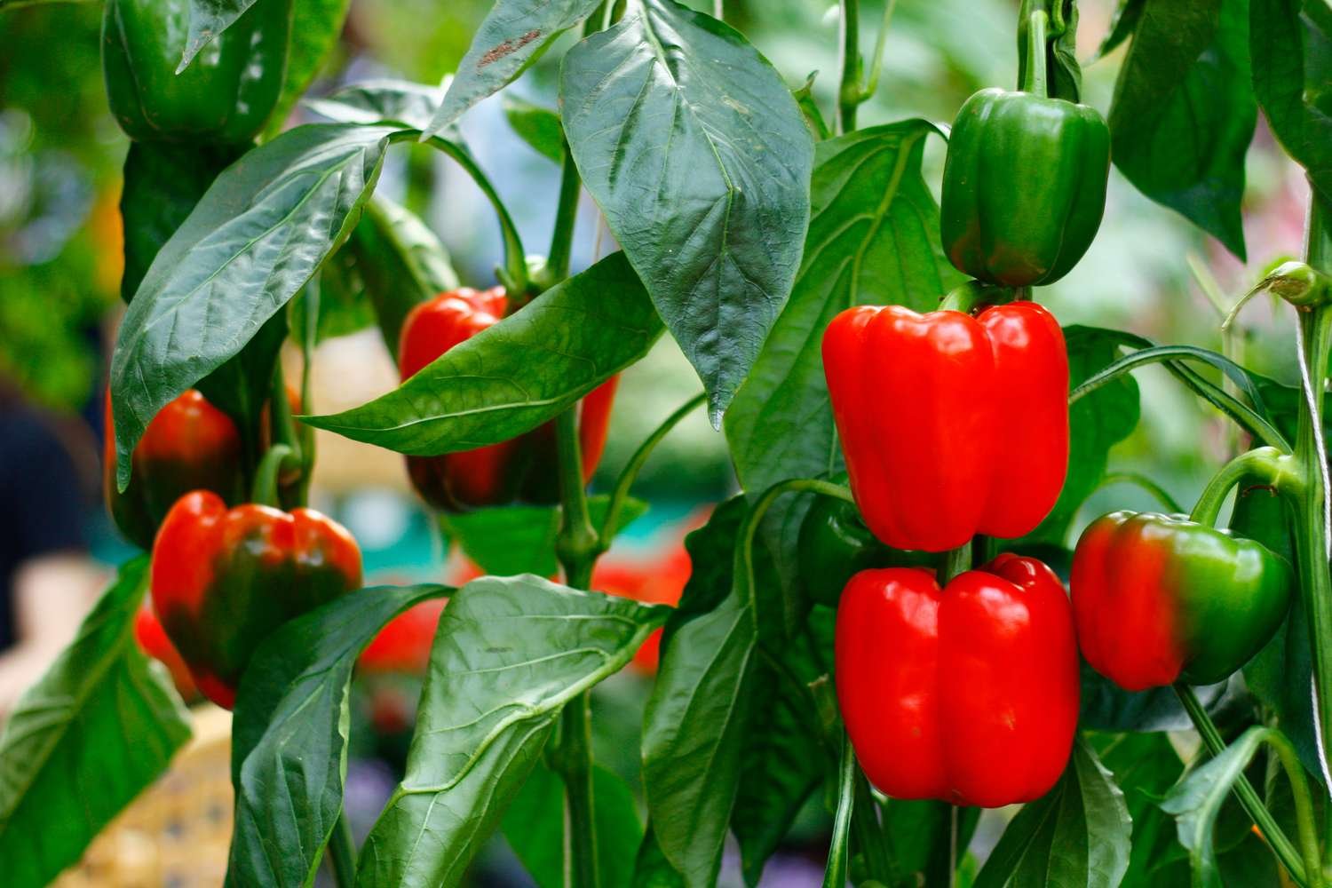 Best Plants For Zone 6b