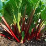 How to Grow Rhubarb in Your Backyard