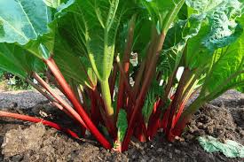 How to Grow Rhubarb in Your Backyard