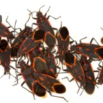 Ways To Get Rid Of Boxelder Bugs Naturally