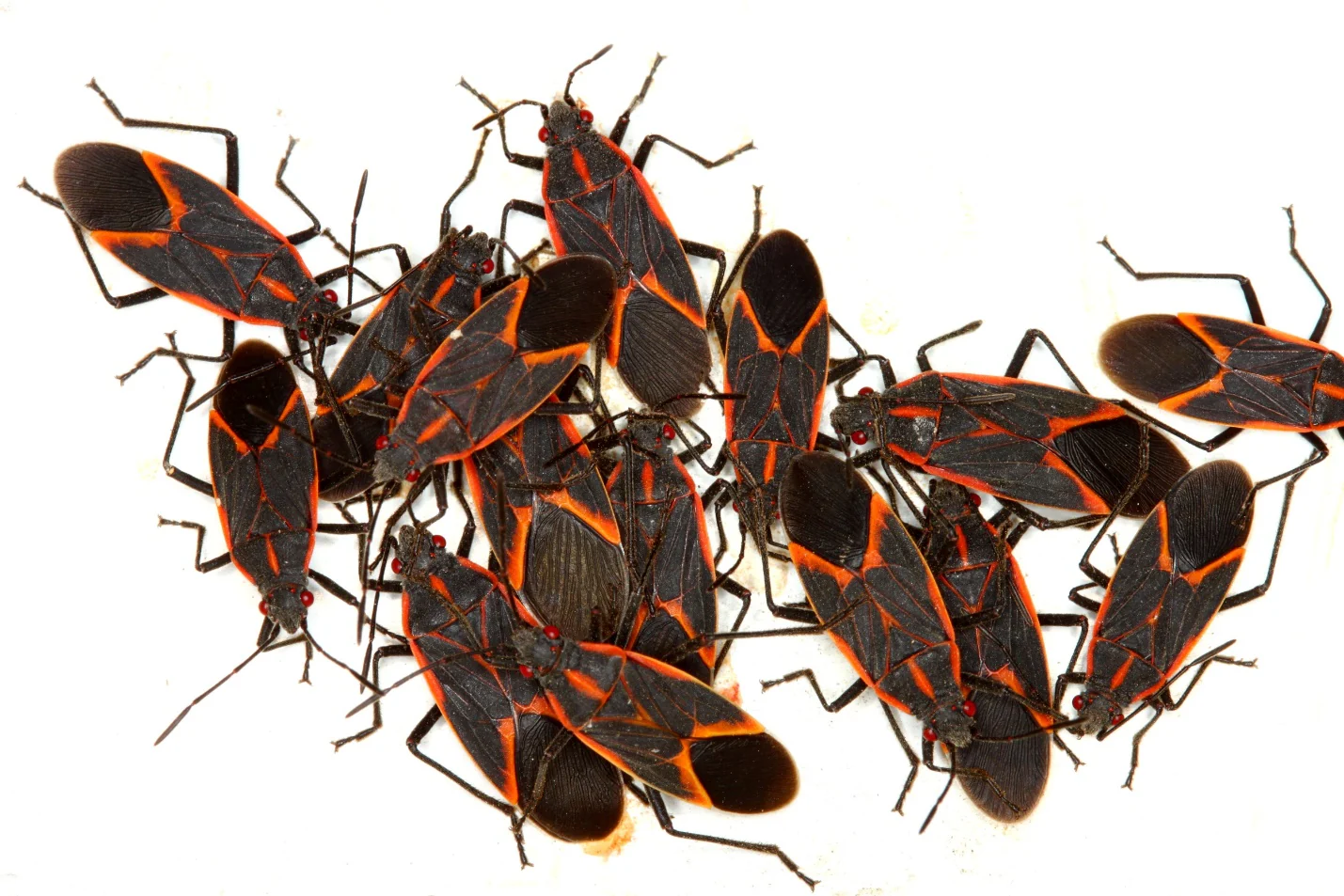 Ways To Get Rid Of Boxelder Bugs Naturally