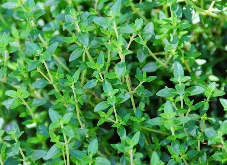 14 Best Plants For Gardening In Zone 6b (Complete Planting Guide) - My ...