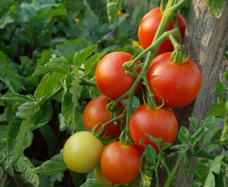 14 Best Plants For Gardening In Zone 6b (Complete Planting Guide) - My ...