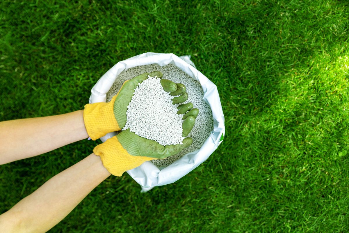 When To Add Lime To Your Lawn: Timing Is Everything
