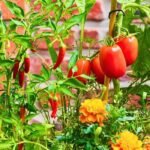 Best Companion Plants for Peppers