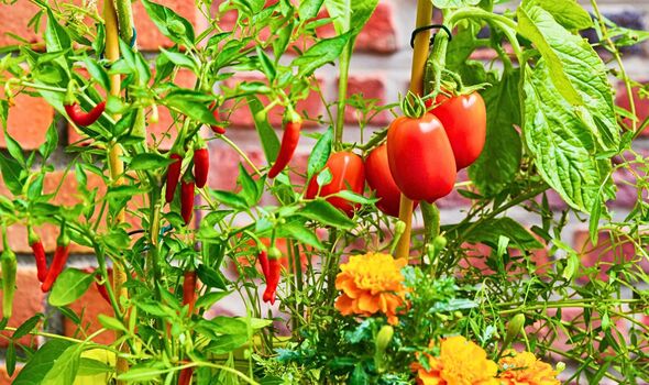 Best Companion Plants for Peppers