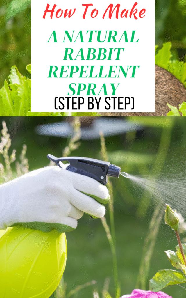 How To Make A Natural Rabbit Repellent Spray: Step By Step