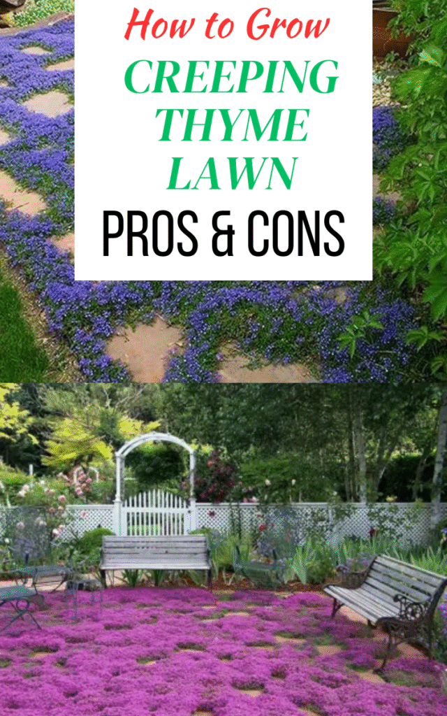 https://mybesuitedhome.com/creeping-thyme-lawn-pros-and-cons-and-how-to-plant/