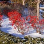 Gorgeous Shrubs to Plant Now That Will Survive The Winter