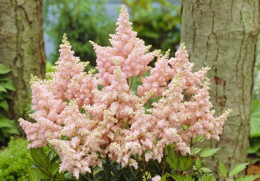 11 Beautiful Shade Perennials That Add Texture to a Shade Garden