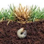 How To Get Rid Of Grubs In Yard Naturally