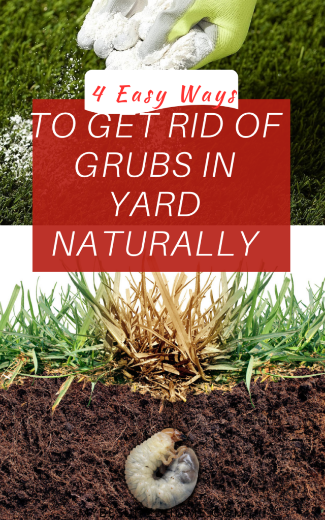 How To Get Rid Of Grubs In Yard Naturally