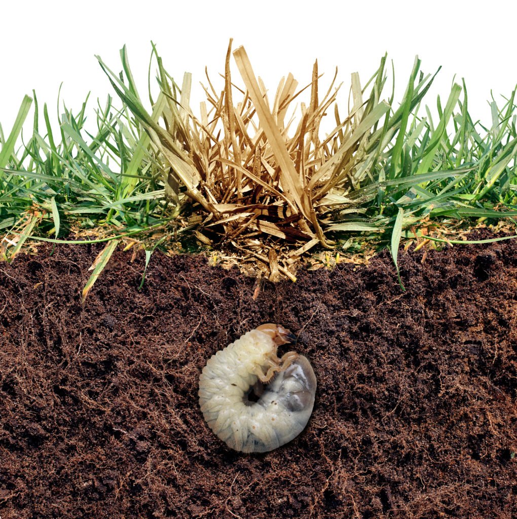 How To Get Rid Of Grubs In Yard Naturally