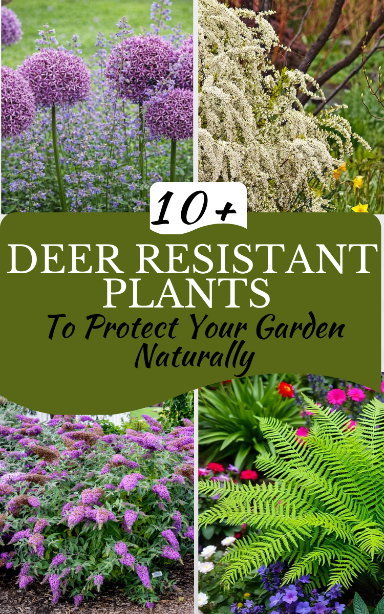 13 Deer Resistant Plants To Protect Your Garden Naturally - My Besuited ...