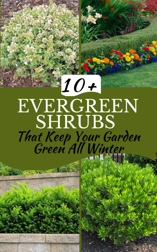15 Evergreen Shrubs That Keep Your Garden Green All Winter