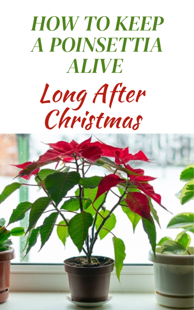 How to Keep a Poinsettia Alive Long After Christmas