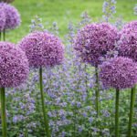 Deer Resistant Plants to Protect Your Garden Naturally
