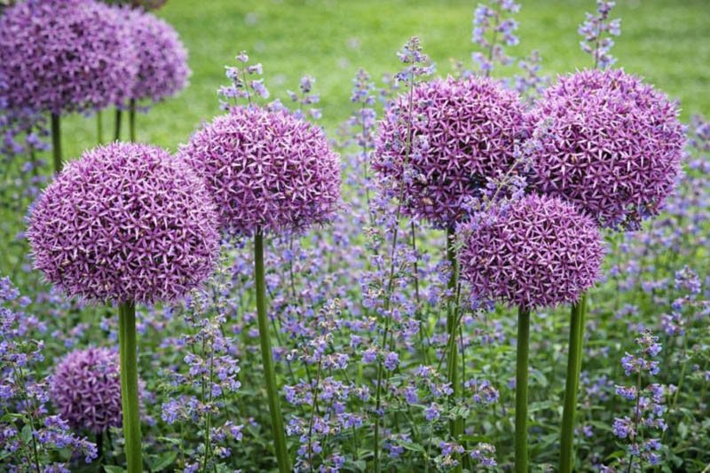 Deer Resistant Plants to Protect Your Garden Naturally