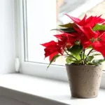 How to Keep a Poinsettia Alive Long After Christmas