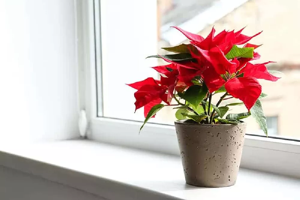 How to Keep a Poinsettia Alive Long After Christmas