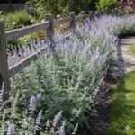 Border Plants That Bloom from Spring Until Fall