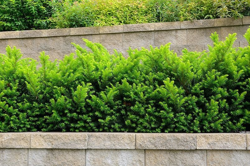 Evergreen Shrubs That Keep Your Garden Green All Winter