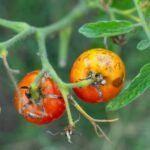 How to Prevent Fungal Diseases in Humid Gardens (Naturally)