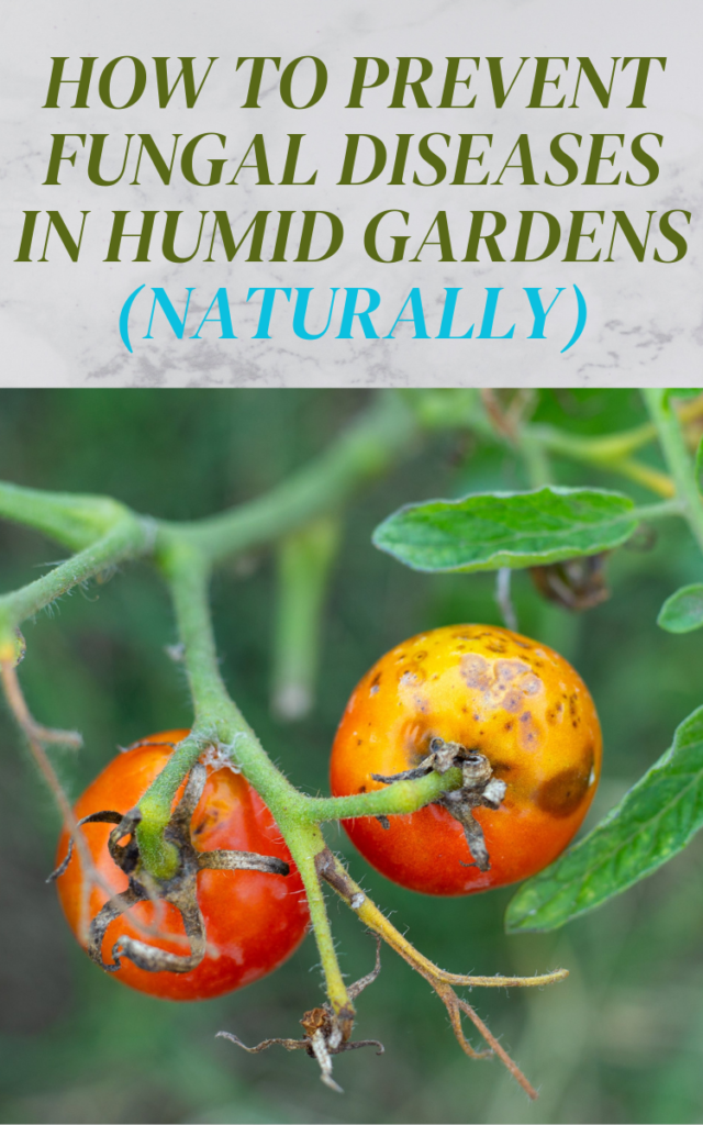 How to Prevent Fungal Diseases in Humid Gardens (Naturally)