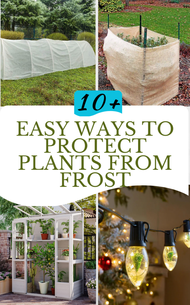 How to Protect Plants from Frost (11 Creative Ideas)