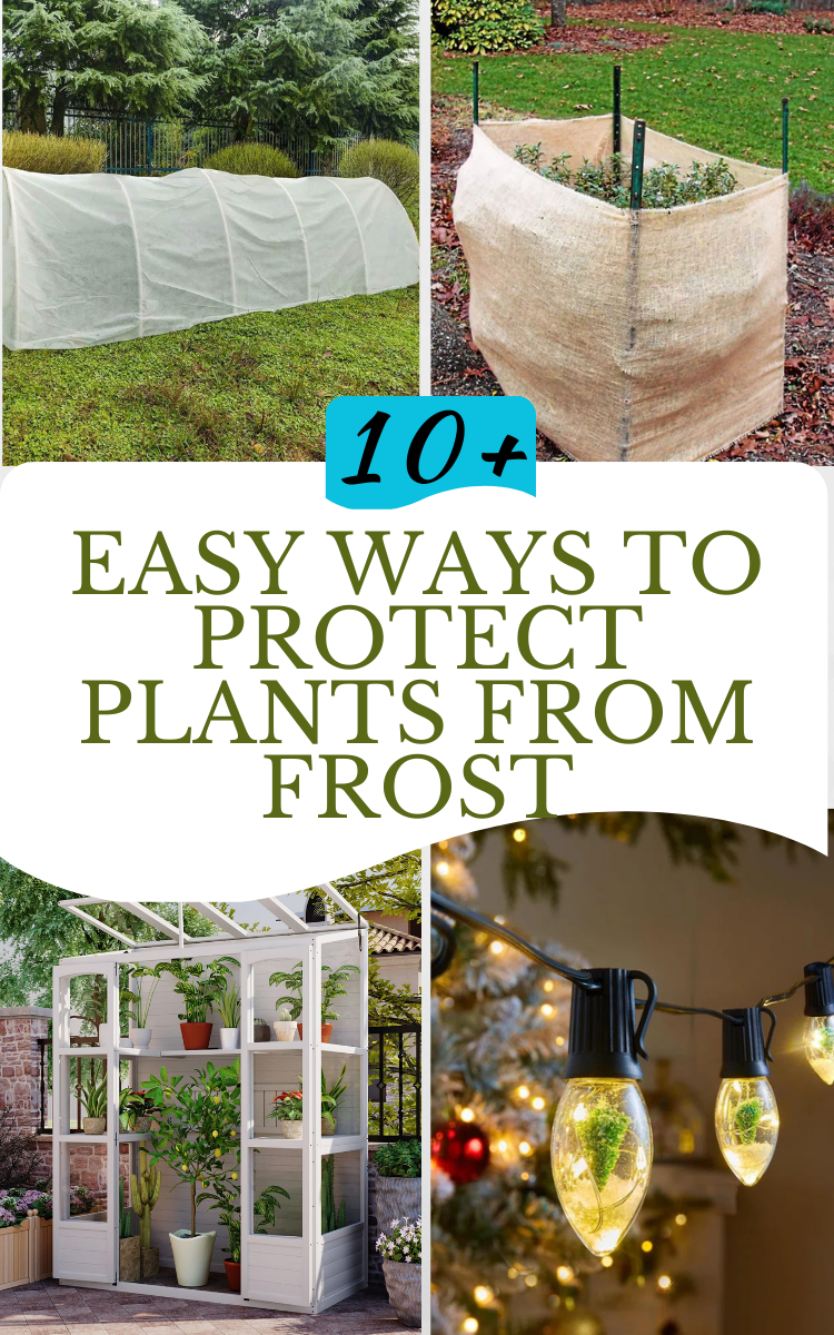How To Protect Plants From Frost (11 Creative Ideas) - My Besuited Home