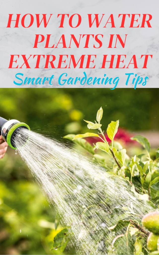 How to Water Plants in Extreme Heat