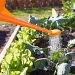How to Water Plants in Extreme Heat