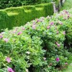 How to Build a Wildlife-friendly Hedge (for Birds & Bees)