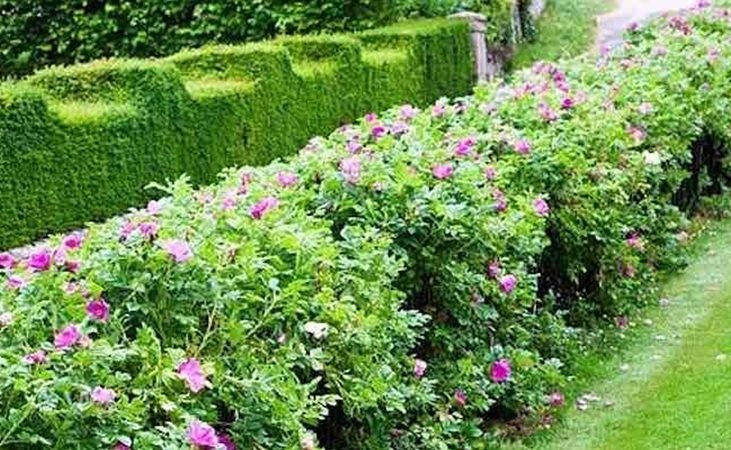 How to Build a Wildlife-friendly Hedge (for Birds & Bees)