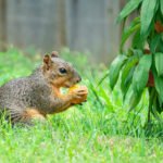 Humane Ways to Keep Squirrels Out of Raised Beds for Good