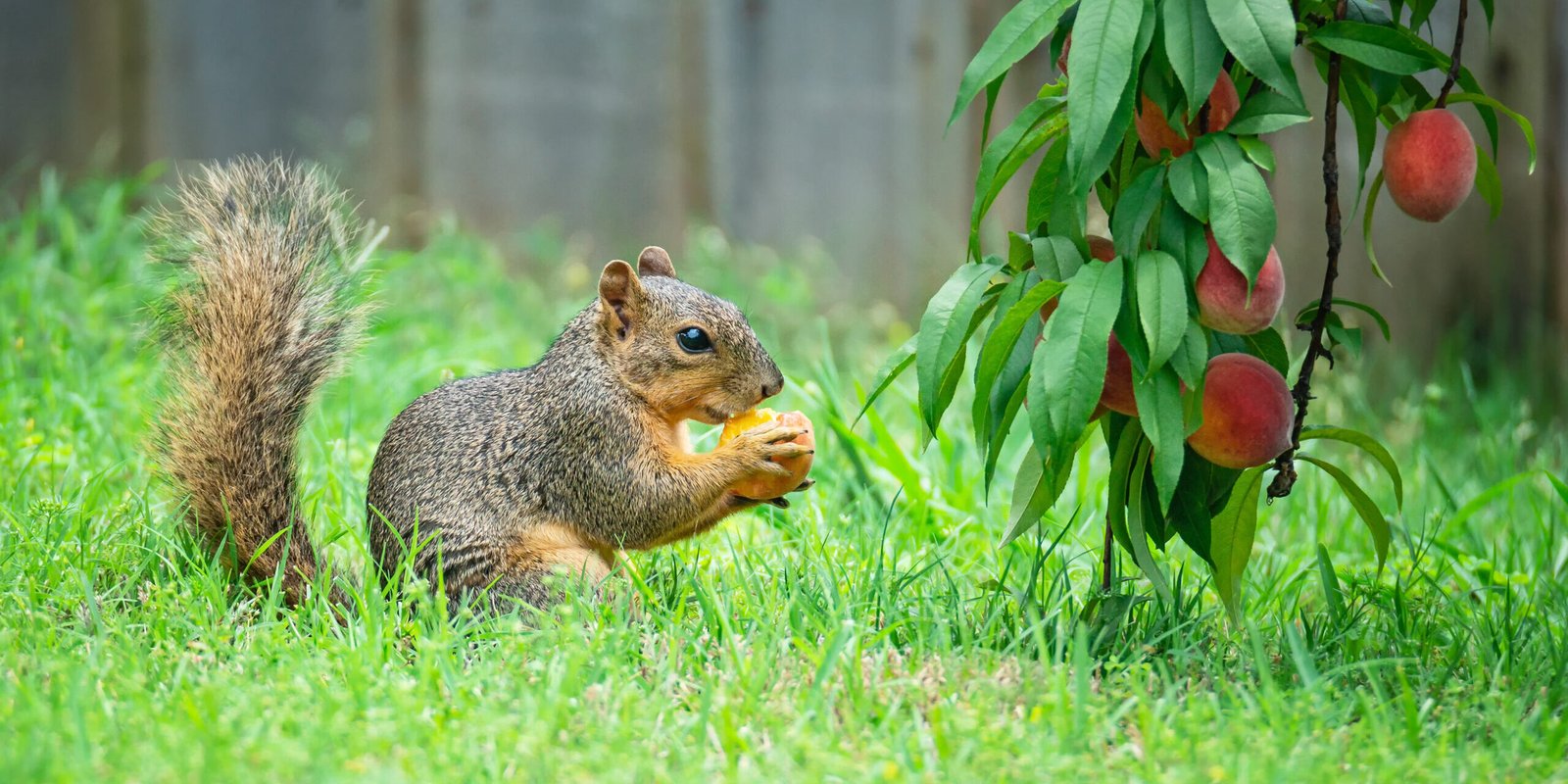 Humane Ways to Keep Squirrels Out of Raised Beds for Good