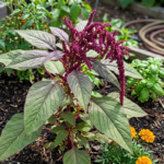 Best Vegetables for Hot and Dry Climates
