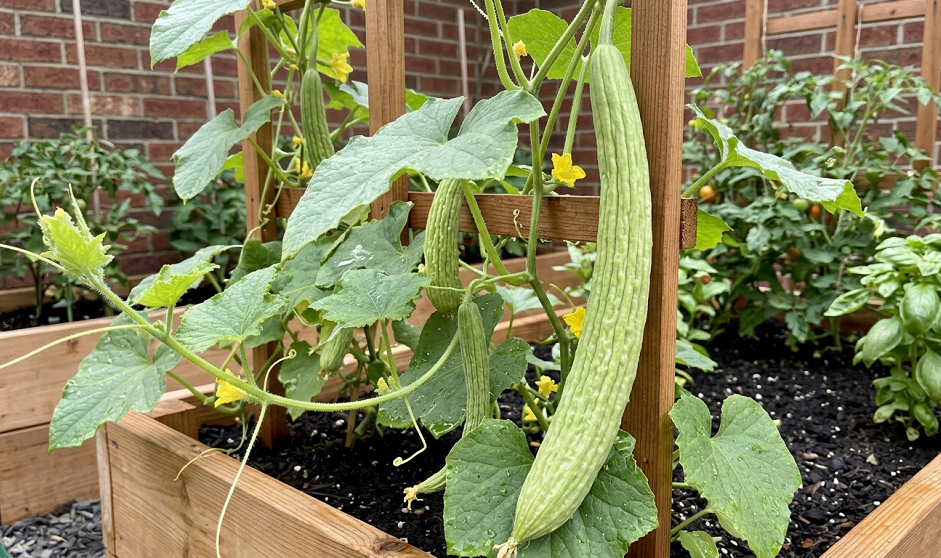 16 Best Vegetables for Hot and Dry Climates (That Won't Die on You)