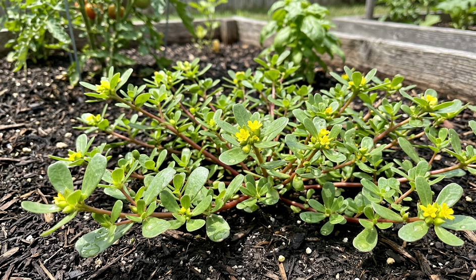 16 Best Vegetables for Hot and Dry Climates (That Won't Die on You)