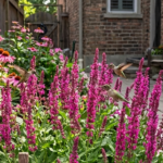 Pink Flower Garden Ideas That Look Beautiful in Every Season