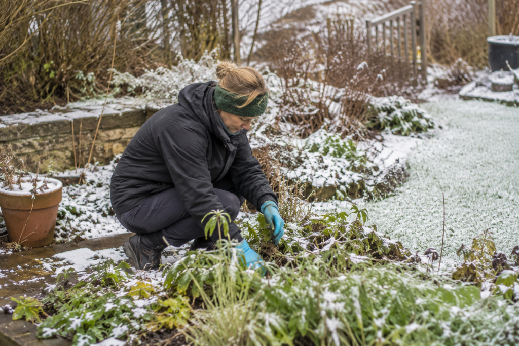 14 Snow Gardening Myths Busted (By Someone Who Learned the Hard Way)
