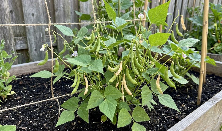 16 Best Vegetables for Hot and Dry Climates (That Won't Die on You)